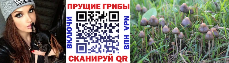 нарко площадка официальный сайт  Новочебоксарск  Галлюциногенные грибы мицелий 